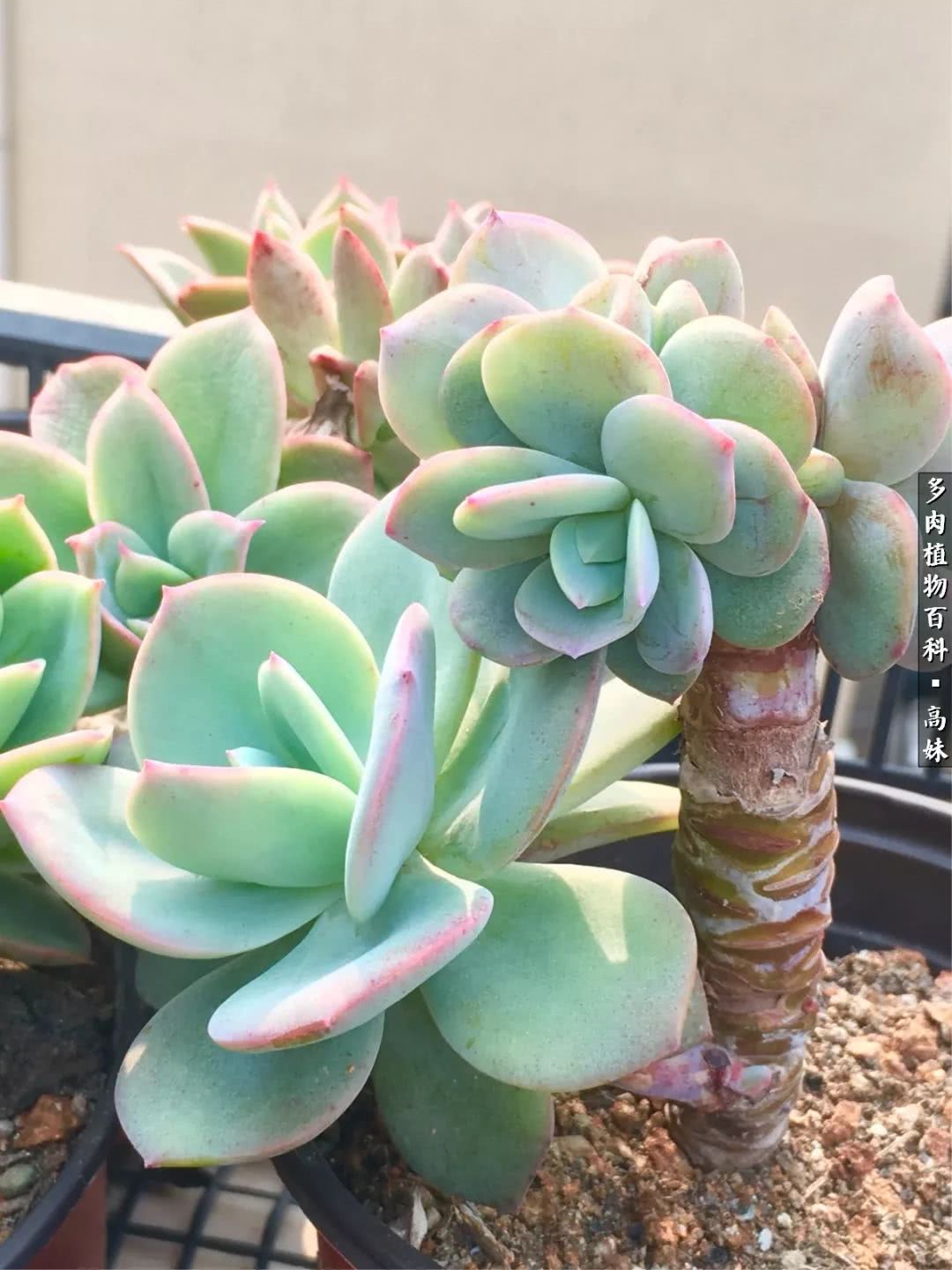 90张多肉图片——纪念入坑两周年！