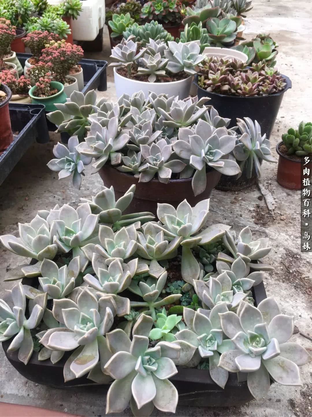 90张多肉图片——纪念入坑两周年！