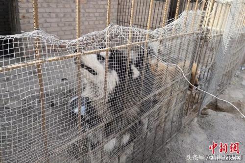 隐瞒丈夫，变卖首饰……为了流浪狗，她付出了自己的一切，值得吗？