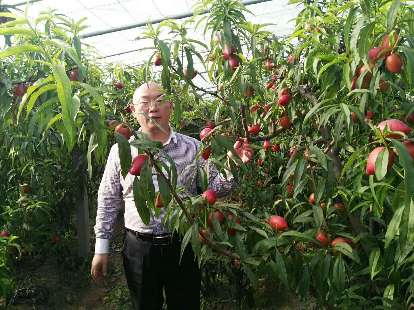 油桃大量上市相约莒县油桃市场,冠县大棚油桃价格表