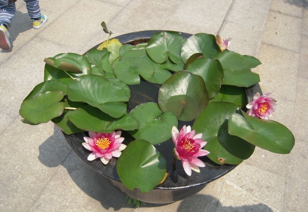 如何用荷花种荷花,盆栽荷花的种植方法和注意事项