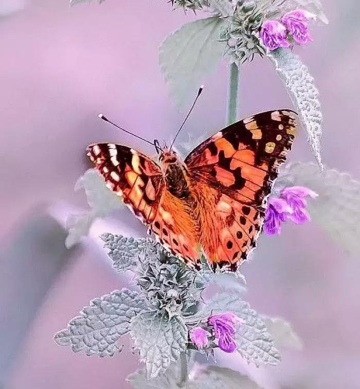 不怕别人对你使坏就怕别人对你好,不怕你占便宜就怕代价太大