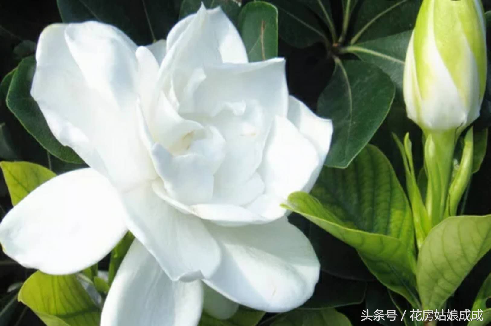 栀子花花开后怎样剪,栀子花剪下来怎么开得久