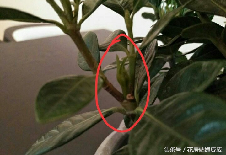 栀子花花开后怎样剪,栀子花剪下来怎么开得久