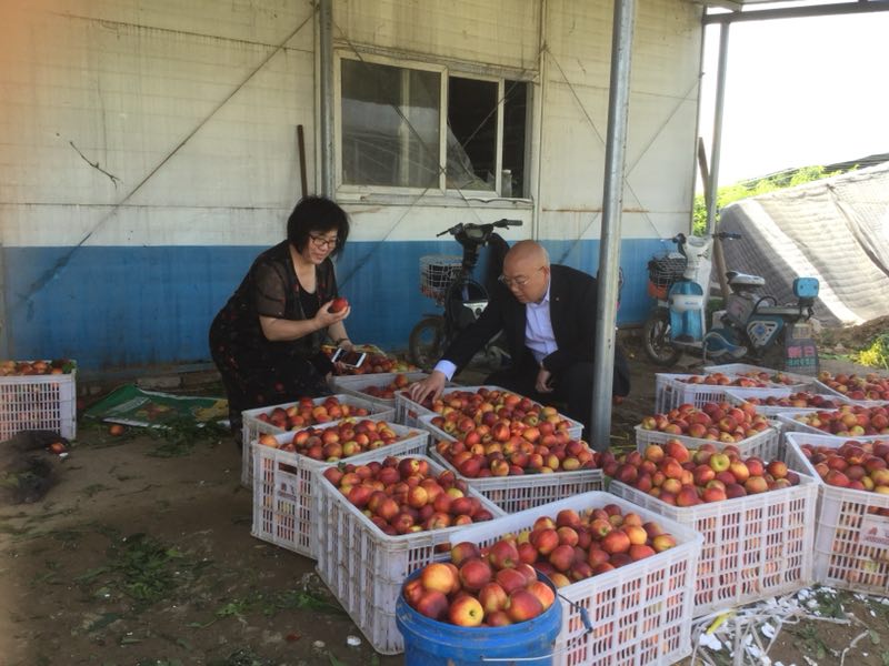 油桃大量上市相约莒县油桃市场,冠县大棚油桃价格表