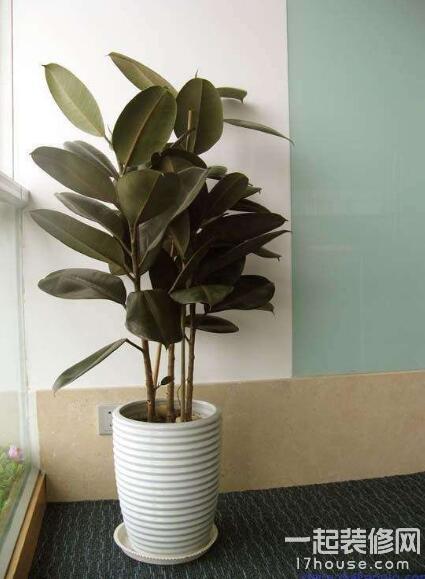 室内温度10度左右适合养什么绿植,夏天室内可降温的绿植物