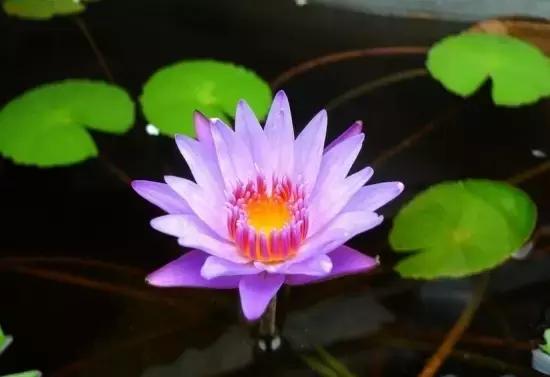 睡莲最好是放在室内还是室外养殖,睡莲与碗莲的养殖方法和注意事项