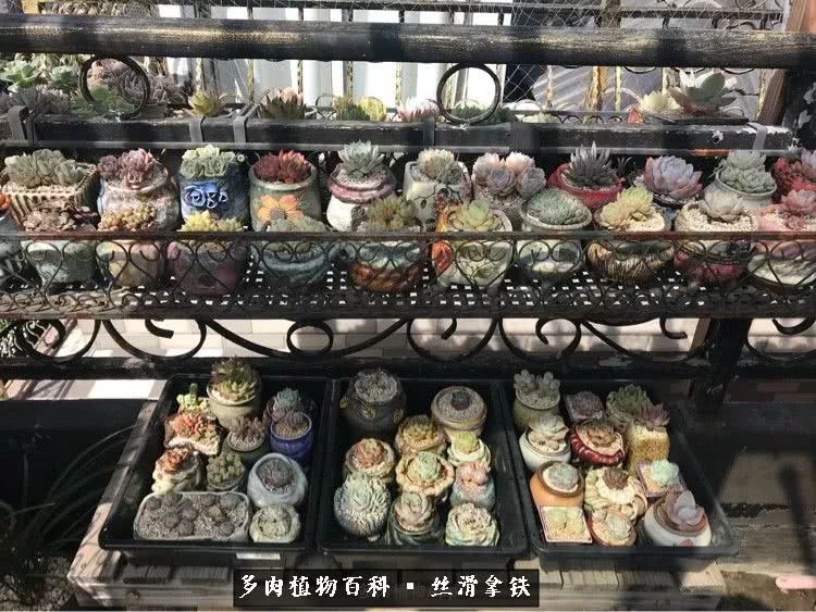 总结一下养多肉的夏天,好养活的多肉冬天和夏天