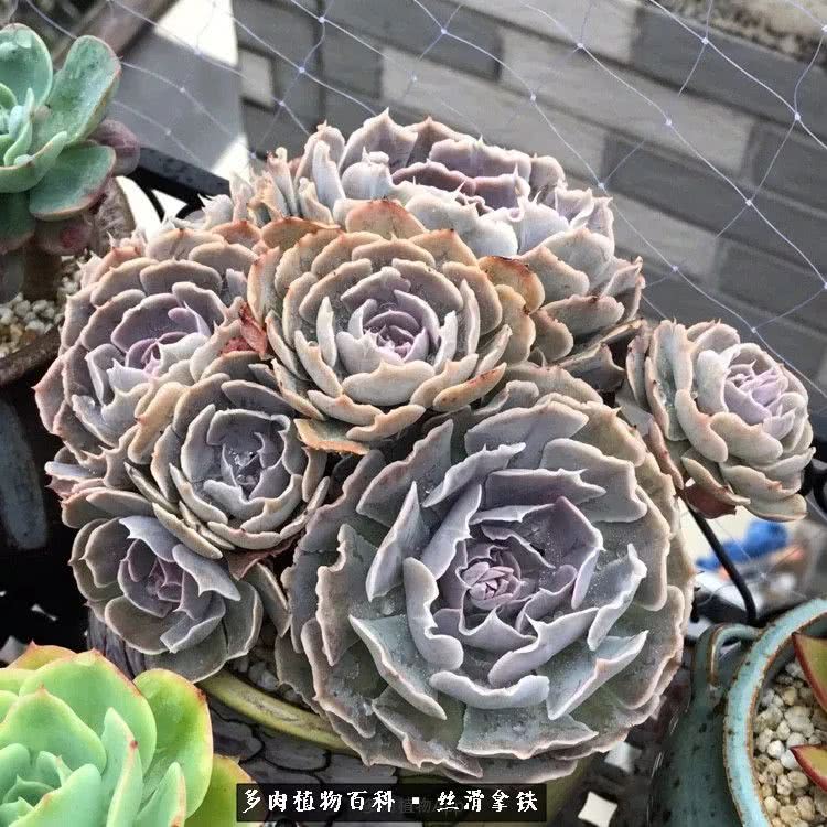 总结一下养多肉的夏天,好养活的多肉冬天和夏天