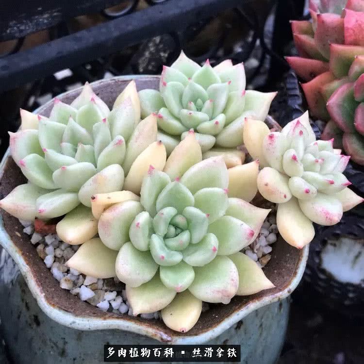 总结一下养多肉的夏天,好养活的多肉冬天和夏天