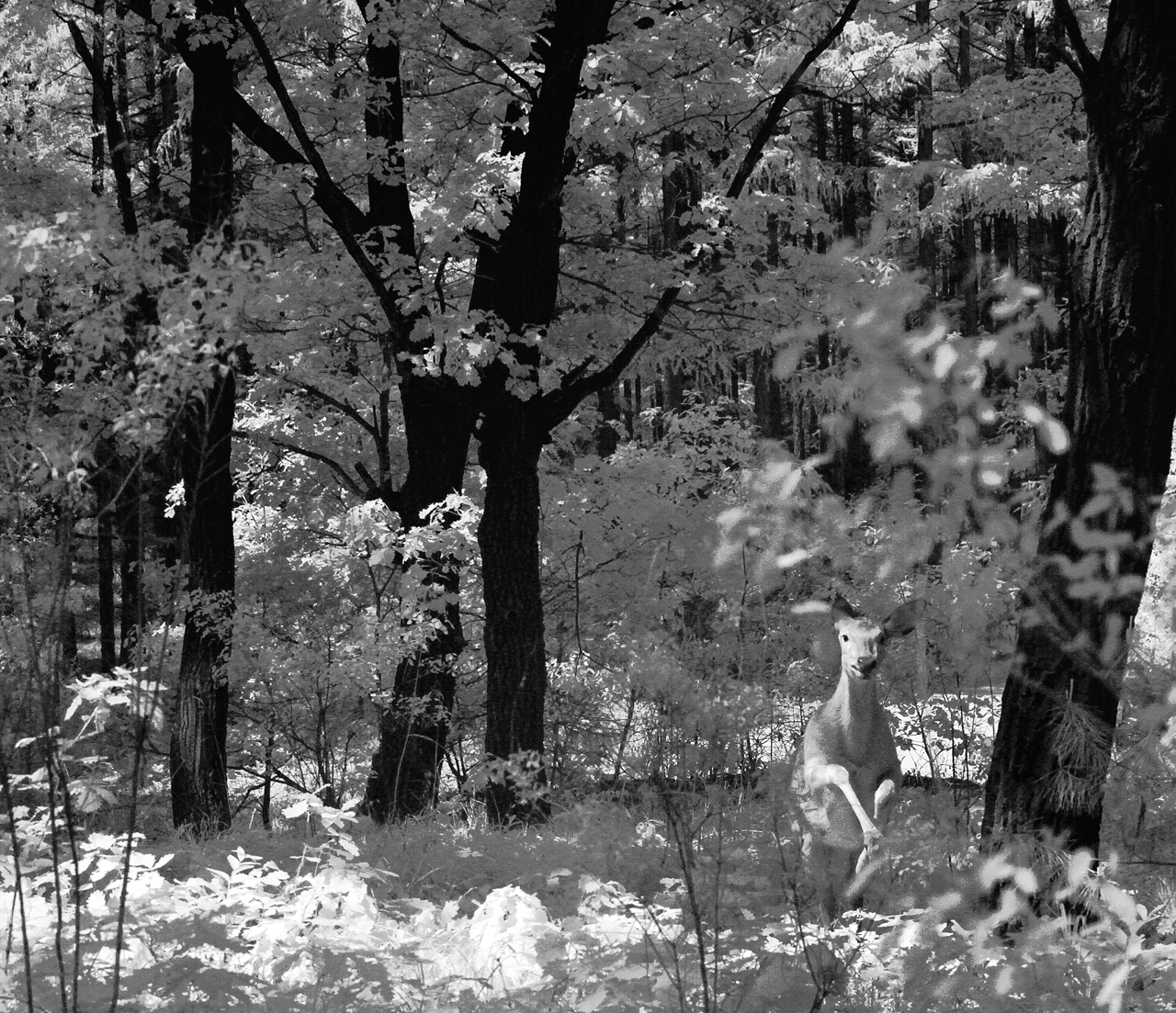 东丰县梅花鹿视频,东丰县梅花鹿之乡