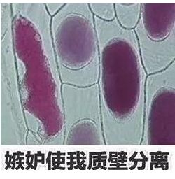 处女脸、果汁脸，你的老公鹿晗林更新们到底心水哪一款？