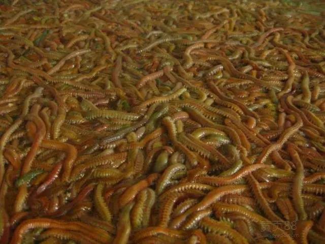 福建有哪些看似黑暗料理，实则好吃到抖腿的食物