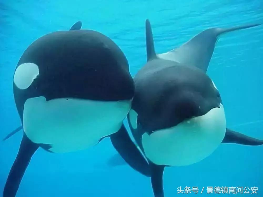 代购十大骗局揭秘图,真正的代购骗局