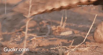 代购背后的骗局,代购十大骗局揭秘图