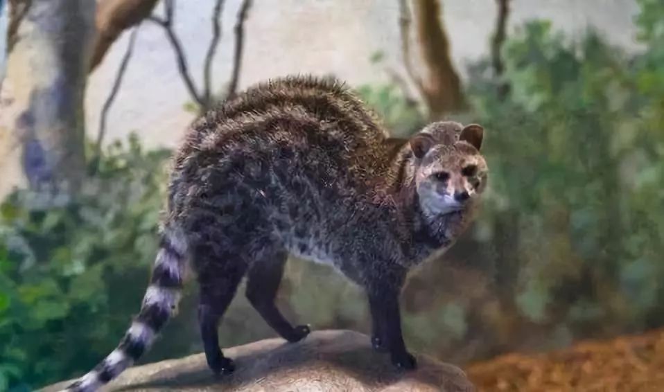 代购究竟有多暴利,代购骗局揭秘朋友圈