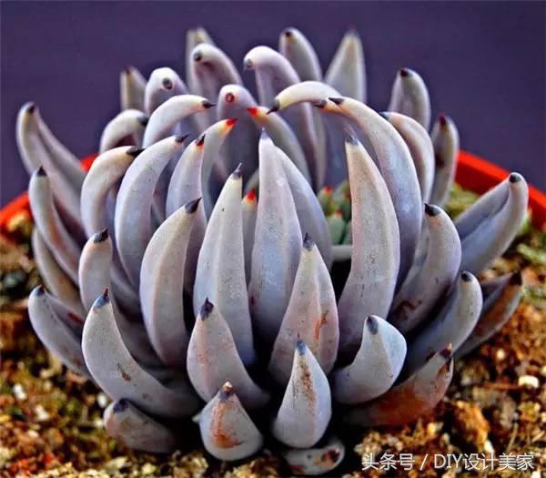 看看这些售价万元的多肉你认识几个