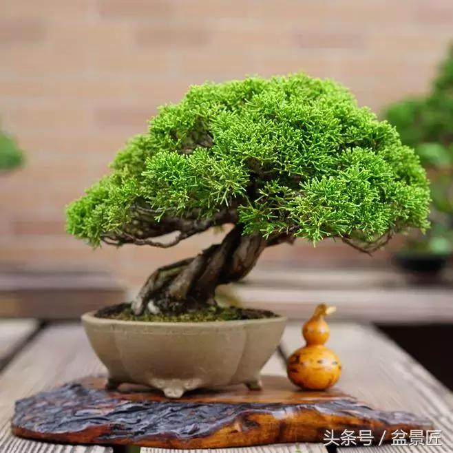 盆景快死了如何救活,买的盆景养不长的套路