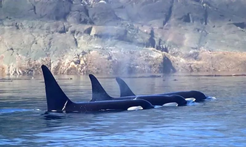 朋友圈代购低价套路,朋友圈里卖低价服装的真相