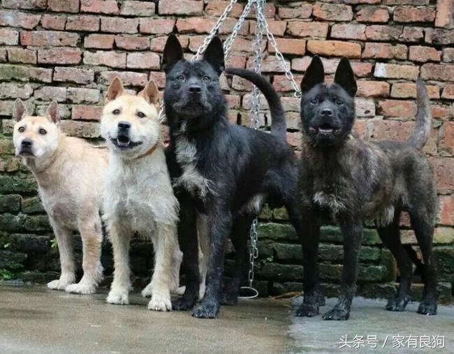 中国四大猎犬,中国最稀有的四种猎犬