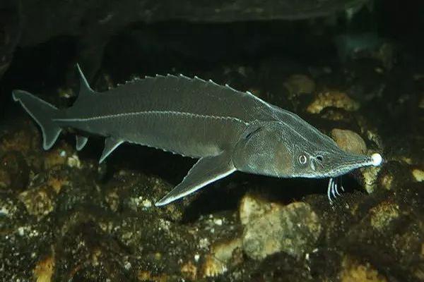 朋友圈里卖低价服装的真相,揭露各种海外代购真相