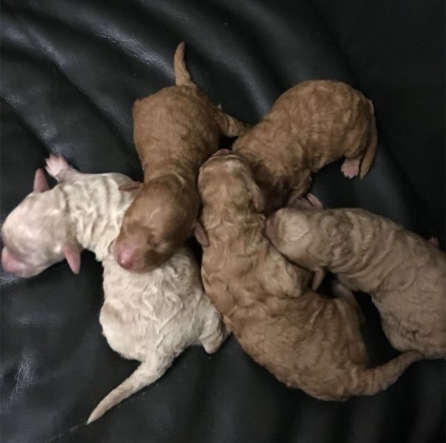 泰迪生完孩子情况,泰迪妈妈生崽