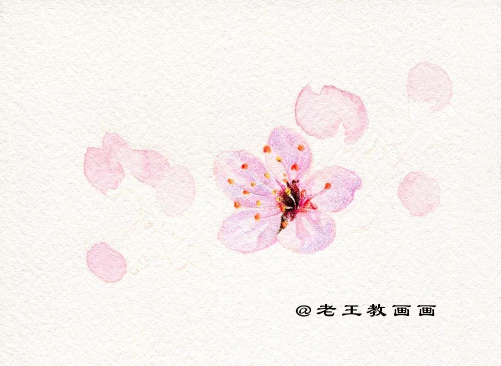 名师教你画桃花,崔老师教你画桃花