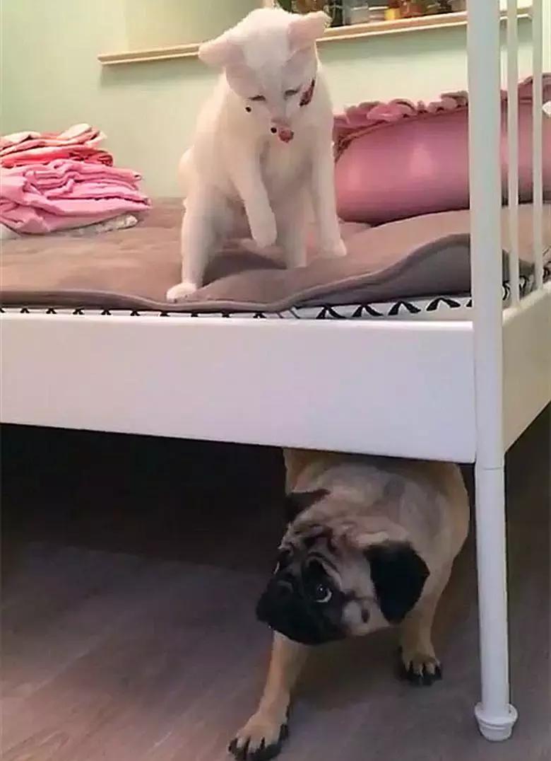 猫咪见到人就攻击,猫咪见到狗出现应激反应怎么办