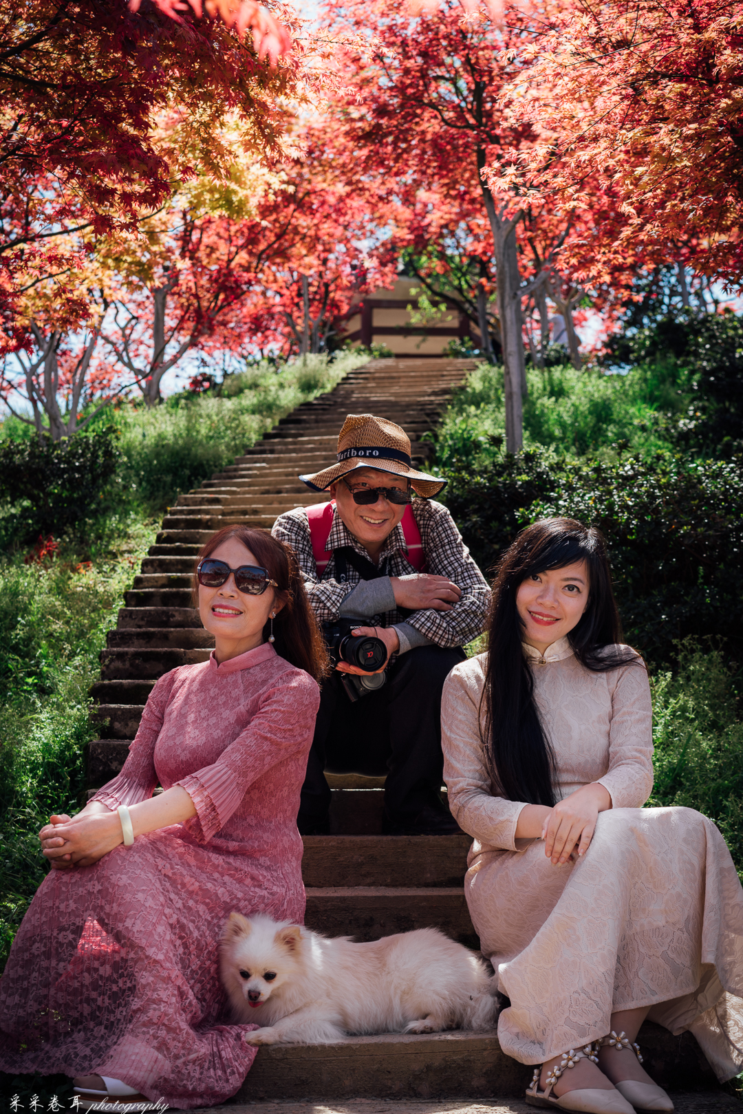 紫藤与晚樱粉紫色的甜蜜梦幻