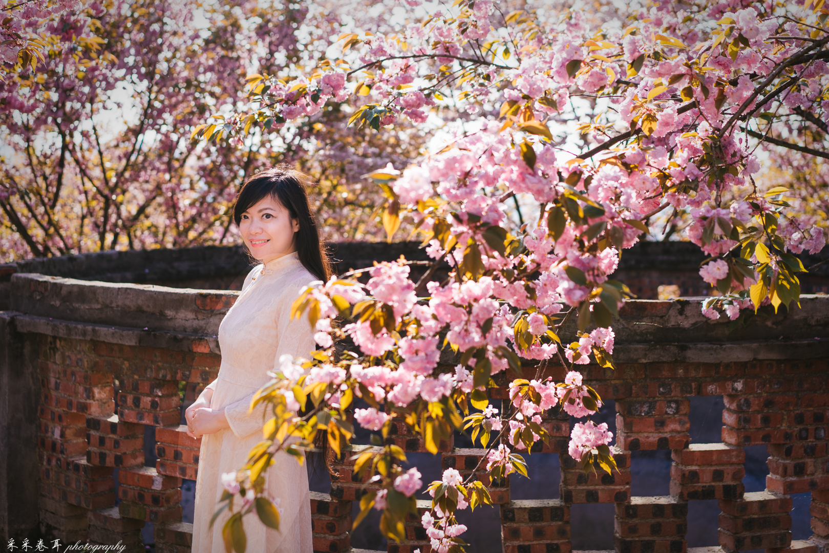 紫藤与晚樱粉紫色的甜蜜梦幻