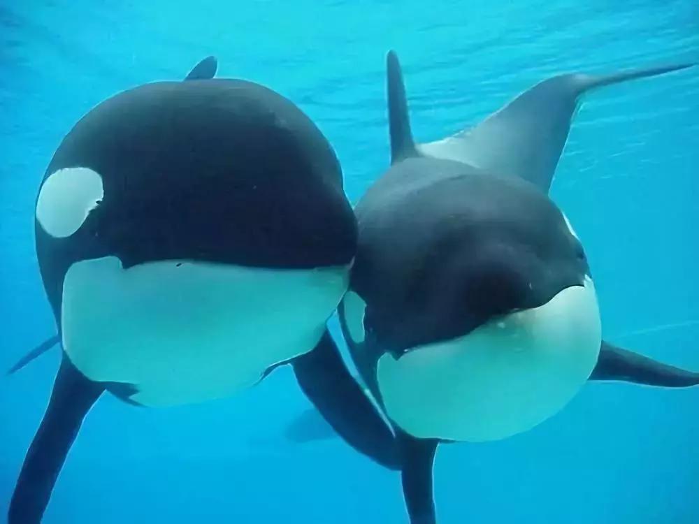 海外代购的暴利秘密 (代购圈乱象)