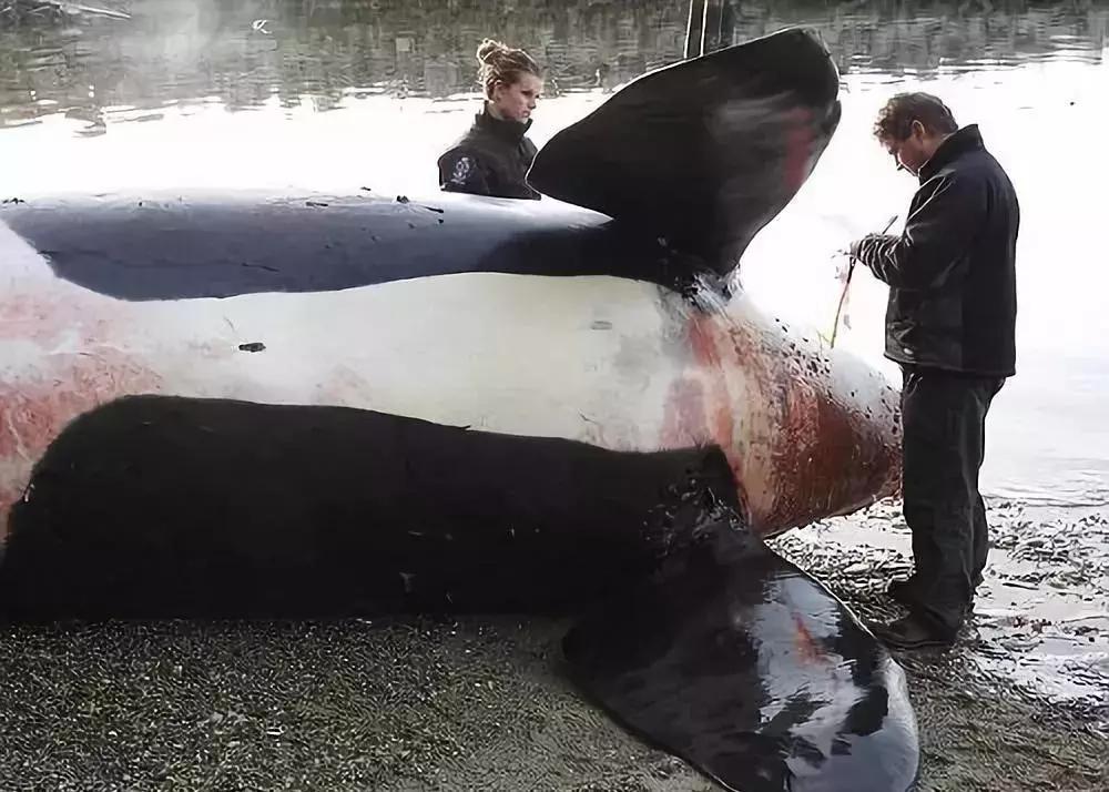 代购十大骗局揭秘图,揭露各种海外代购真相