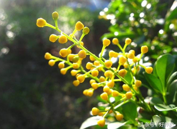 庭院种上这9大香花,花香四溢!