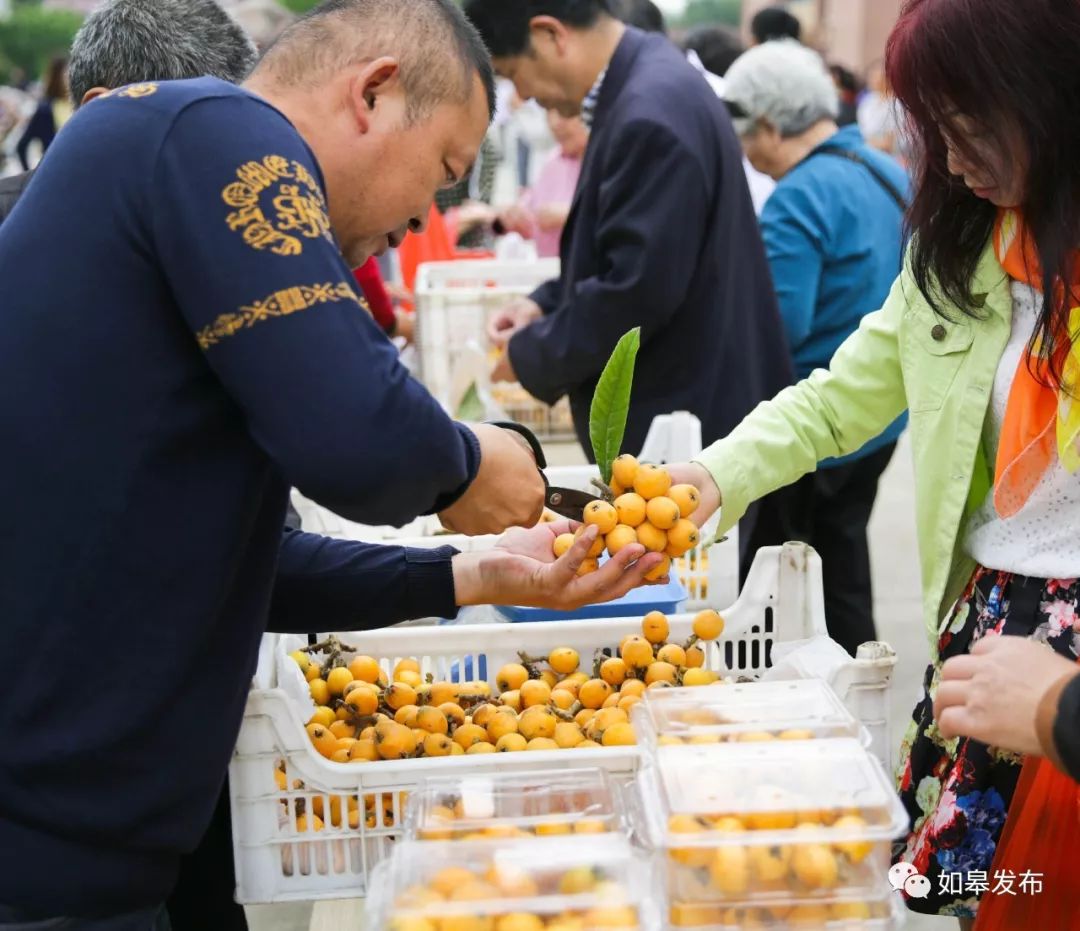 如皋这个地方种了一种神奇的树！树上会掉“金蛋”，“无涌”的人去“抢”！