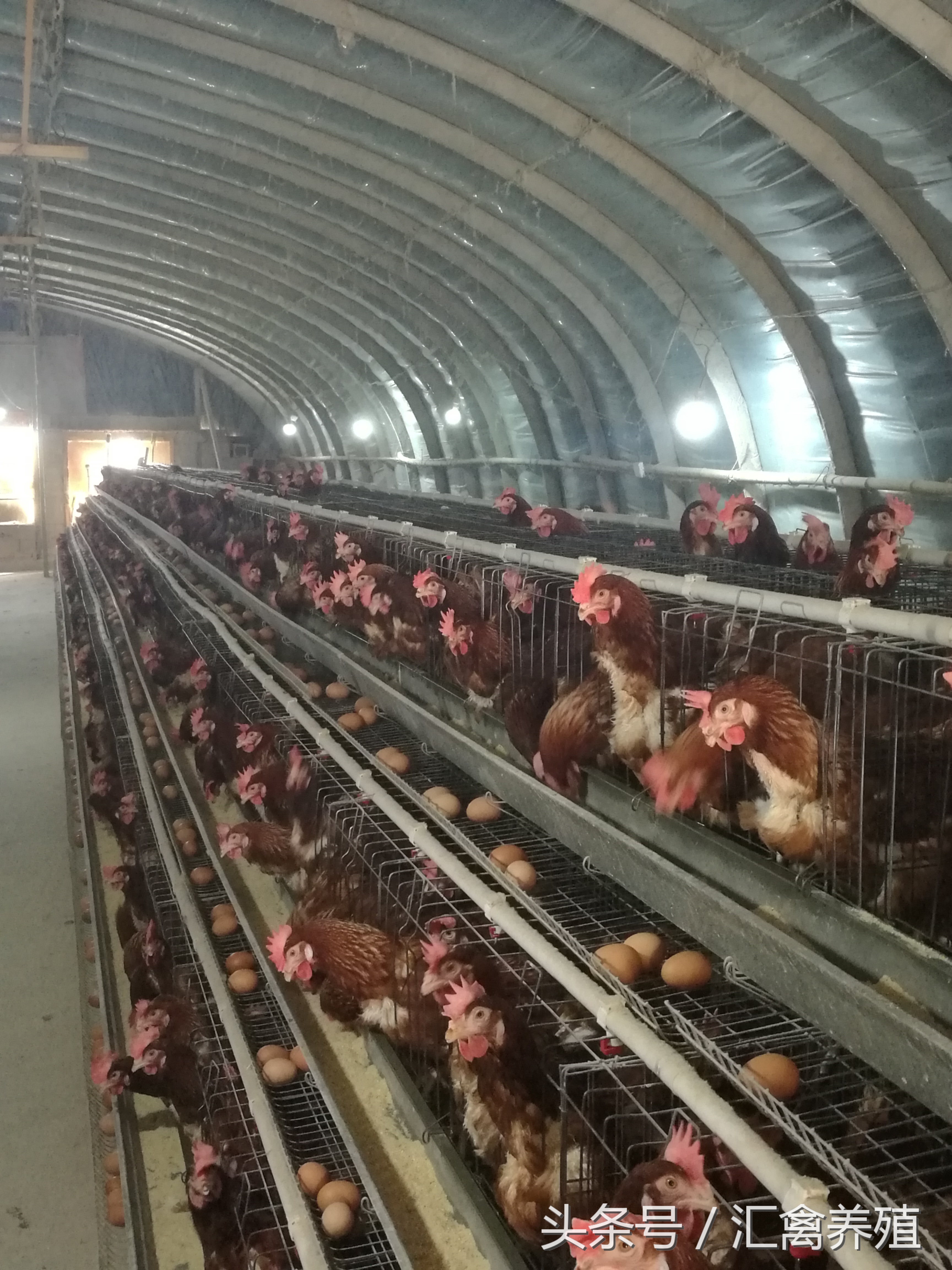 蛋鸡产蛋下降的原因和治疗方法,提高蛋禽产量