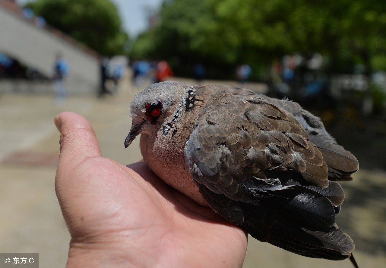 你一说话，小草都绿了——黄山爱情诗选