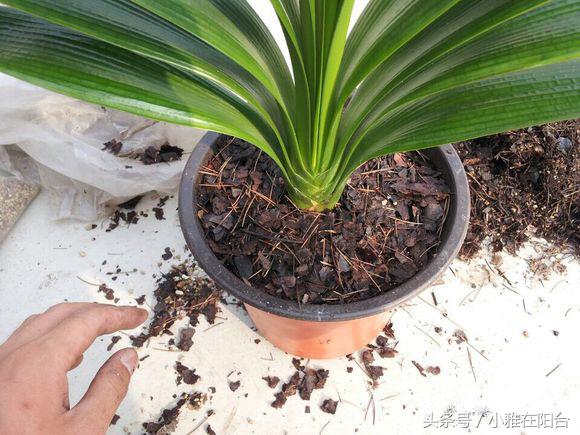 君子兰如何养殖才能长得更旺盛,老花农几招教你怎样养好君子兰