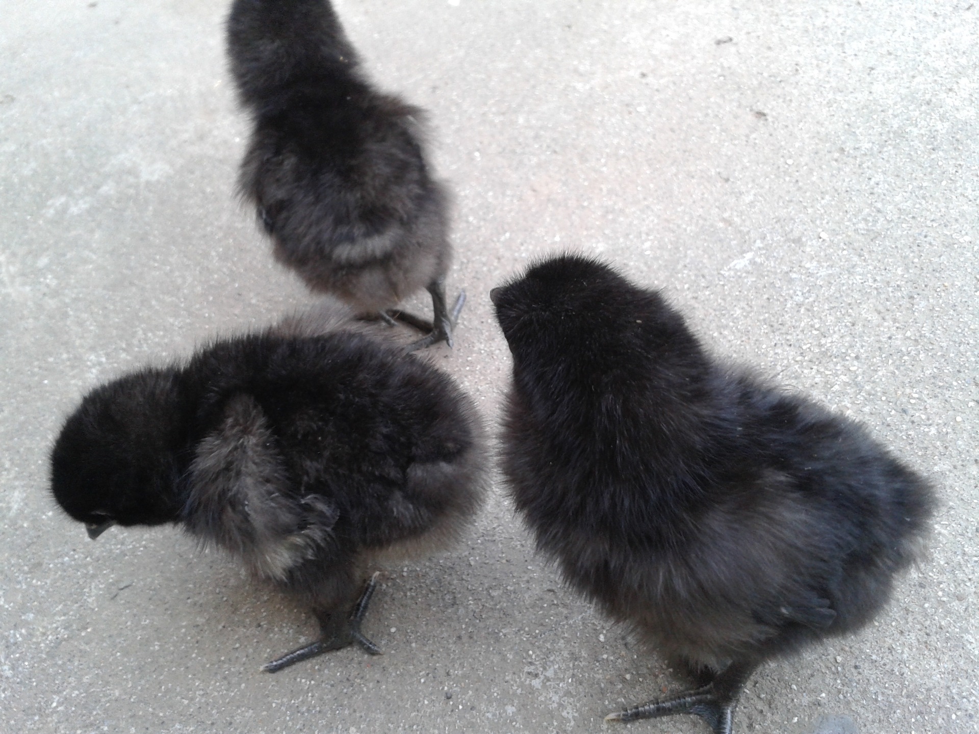 黑毛鸡的特点,有一种黑鸡叫什么名字