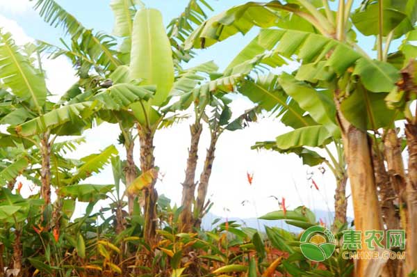 香蕉收购价批发价零售价,香蕉收购价格表今日行情最新