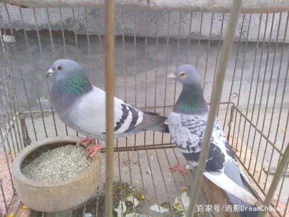 想养好鸽子必须做到以下四件事,初养鸽子你要准备的几样东西