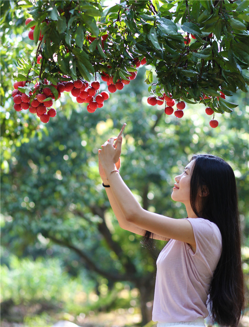 喝温泉水长大的岭南荔枝提前一周上市！摘荔枝路线拿好了