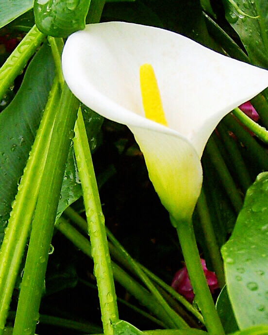 马蹄莲黄色和橙色哪个好看,马蹄莲的花语及养护方法