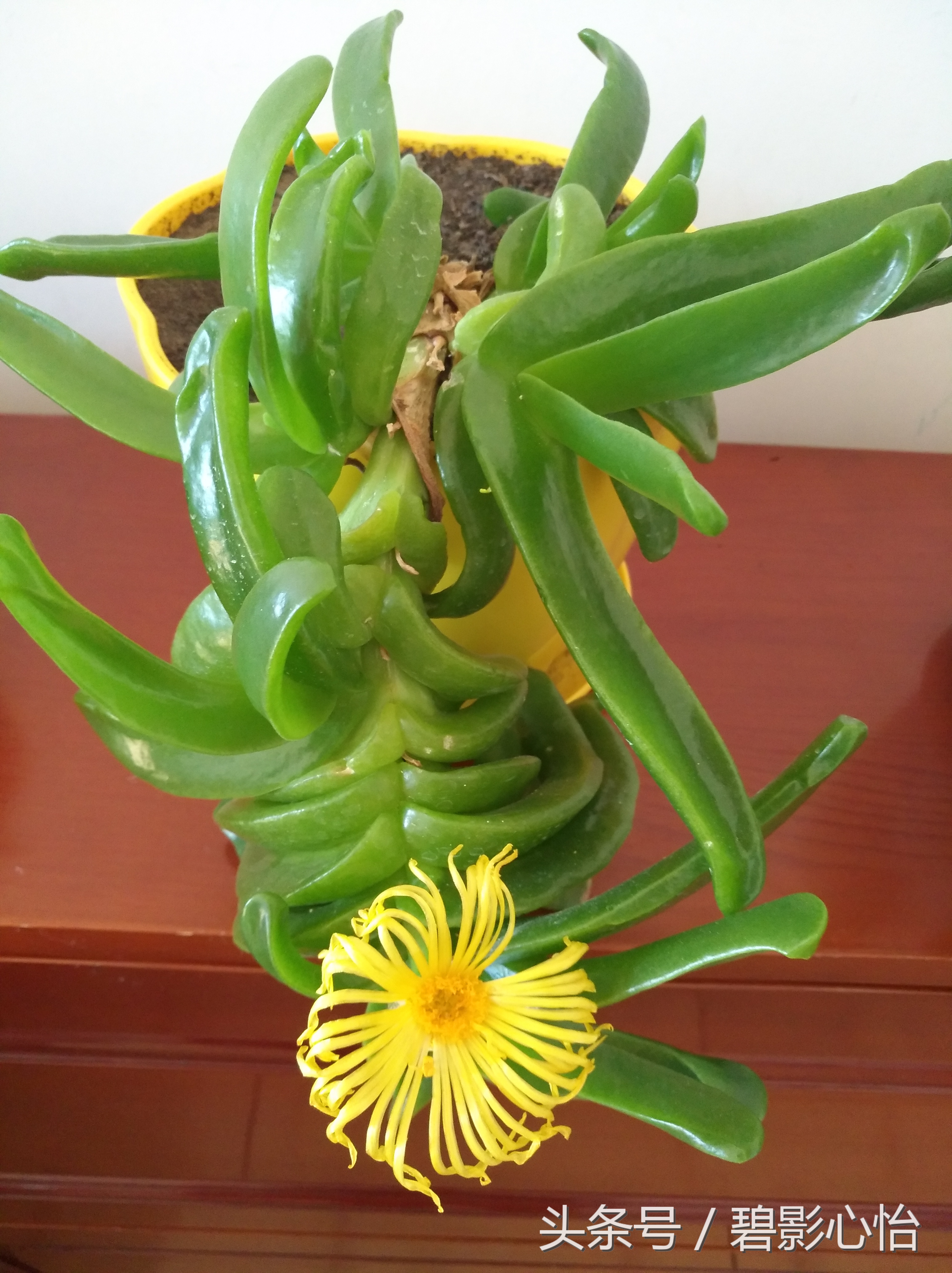 花痴絮花语，赏花好心情