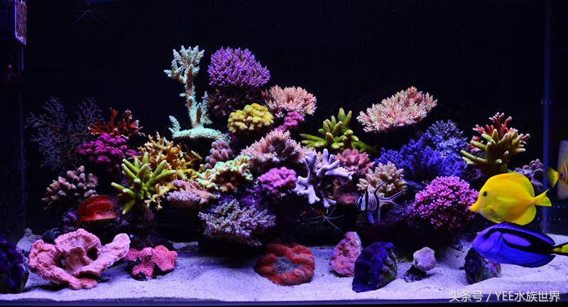 养海水鱼原生海水缸,从养鱼小白到资深鱼友