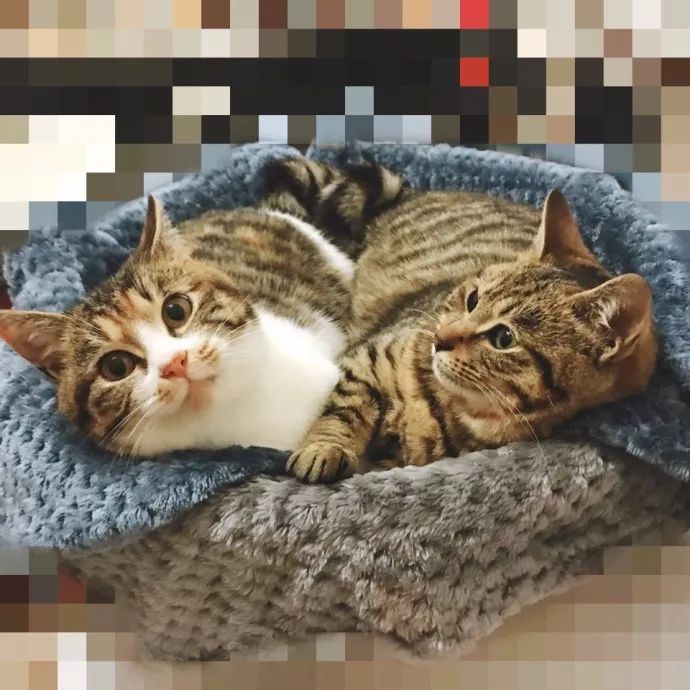 超级推荐的猫,推荐猫最爱吃的东西还很便宜