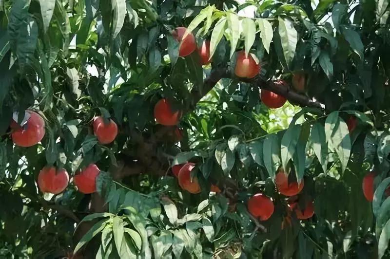 成都摘桃子地方推荐,桃子熟了去摘桃