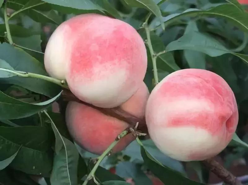 成都摘桃子地方推荐,桃子熟了去摘桃