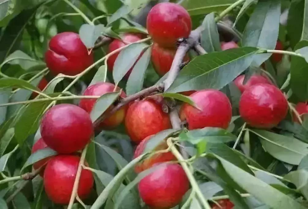 成都摘桃子地方推荐,桃子熟了去摘桃