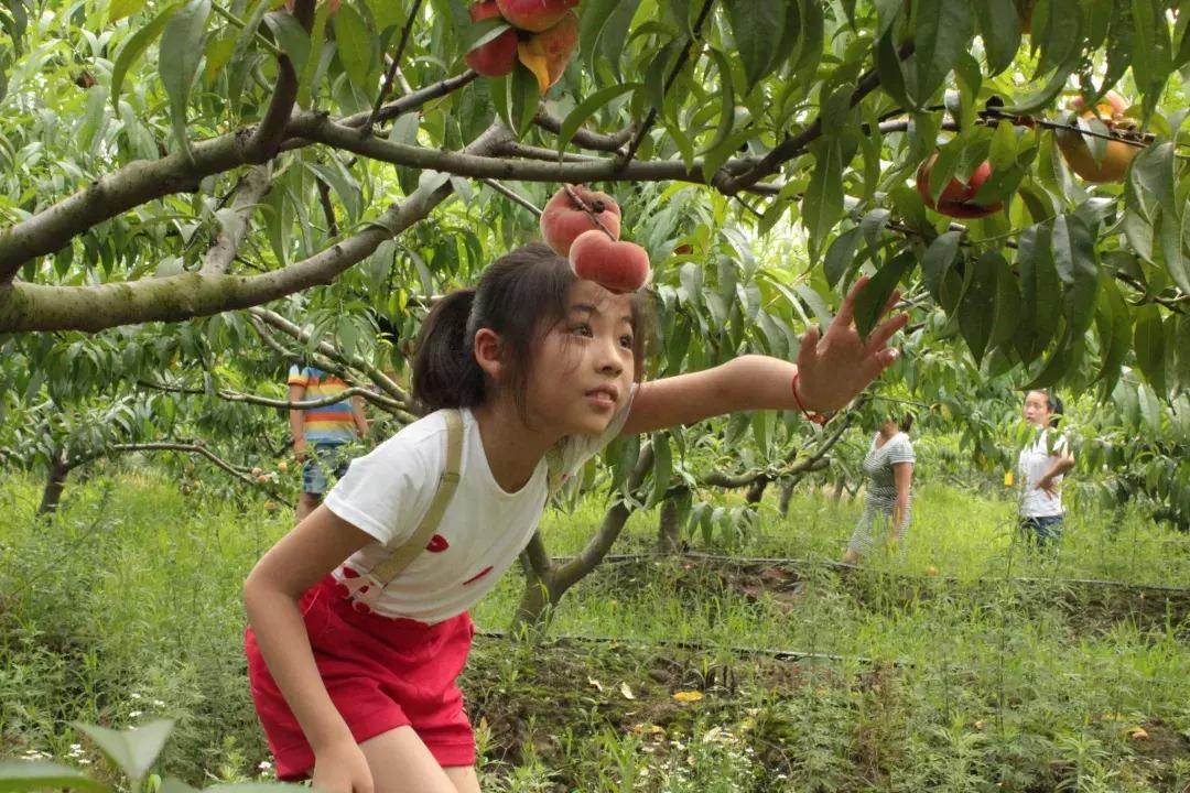 成都摘桃子地方推荐,桃子熟了去摘桃