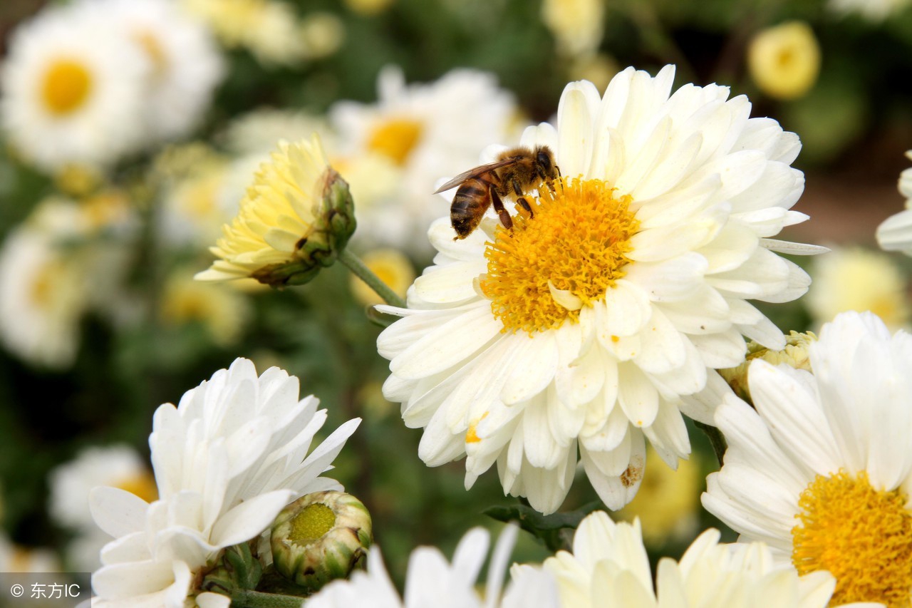 菊花茶买哪种菊花最好可以去火,菊花茶清热解毒多少度泡